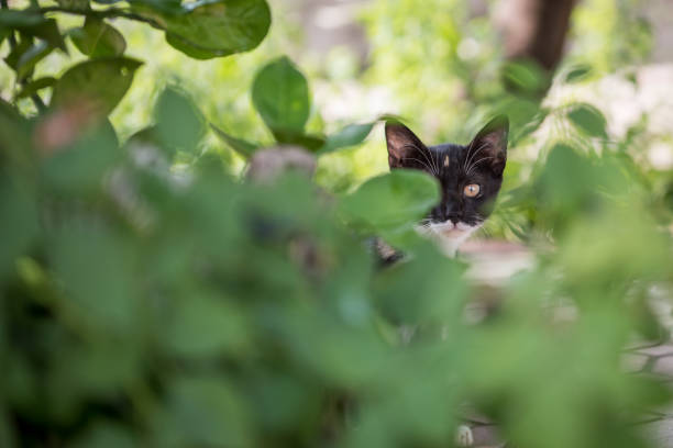 istock Domestic Black Cat Staring at Camera with one eye 1098304436