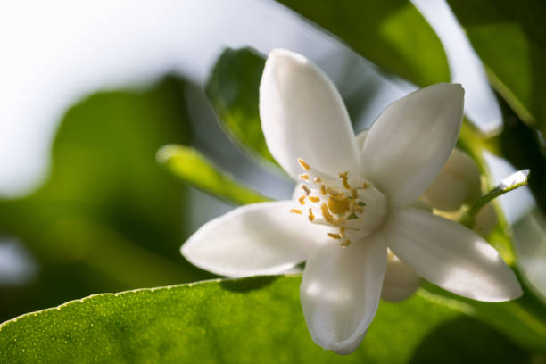 istock Close up of Citrus Lemon Blossom 1098305862