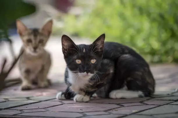 Domestic Black and brown Cats Staring at Camera
