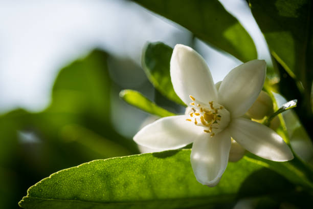 istock Close up of Citrus Lemon Blossom 1098305976