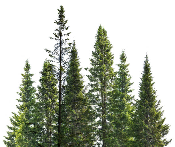 istock dark green straight fir trees on white 1098306894