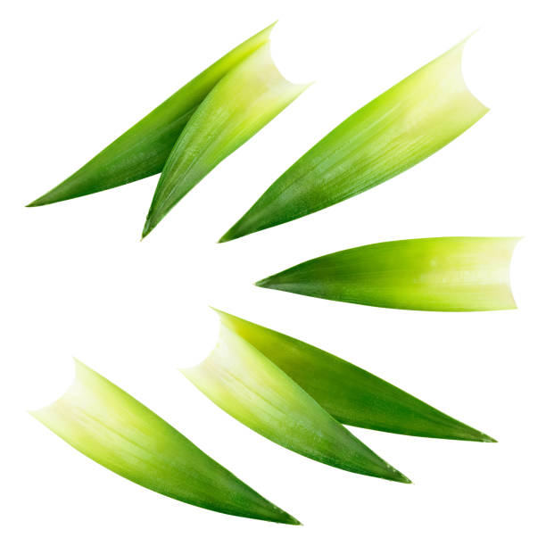 Free Stock Photo of Pineapple Leaves | Download Free Images and Free ...