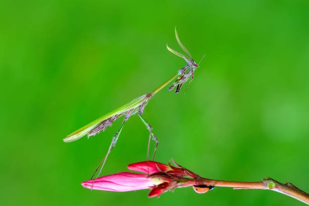 istock Beautiful mantis  sitting on flower 1098310460