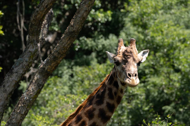 istock A lone male Giraffe in an Acacia forest. 1098310628
