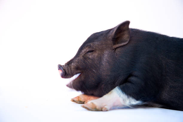 huisdier baby varken is lachen - hangbuikzwijn stockfoto's en -beelden