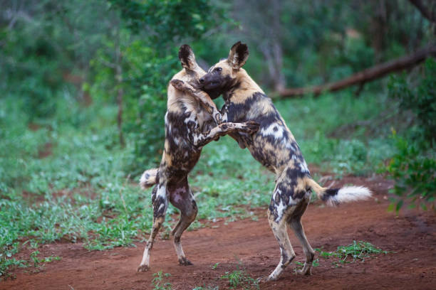istock African Wild dog - South Africa 1098310976