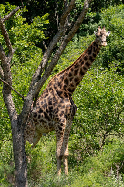istock A lone male Giraffe in an Acacia forest. 1098311514