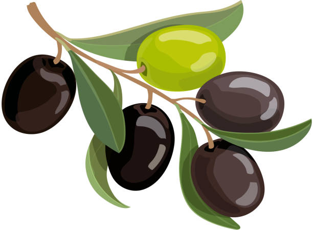 illustrazioni stock, clip art, cartoni animati e icone di tendenza di logo del mazzo olives. illustrazione vettoriale di ramoscello di olive verdi e nere. - orchard fruit vegetable tree