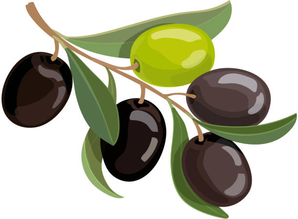 ilustrações, clipart, desenhos animados e ícones de azeitonas bando logotipo. ilustração em vetor branche azeitonas verdes e pretas. - black olive