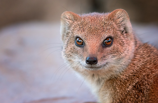 Close shot of a yellow mongoose (Cynictis penicillata).