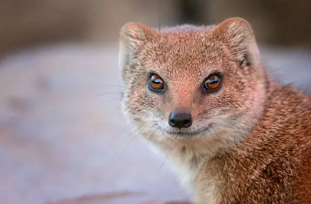 Photo of Portrait of a yellow mongoose