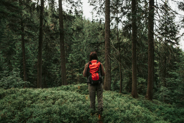 istock Young lady standing in beautiful coniferous forest 1098315352