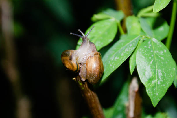 True love Snail cuople for valentine day