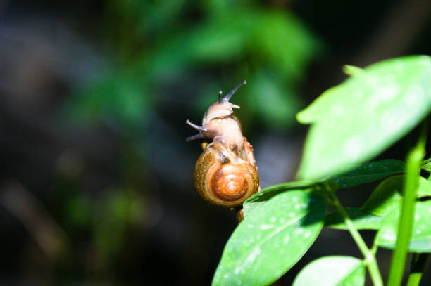 True love Snail cuople for valentine day