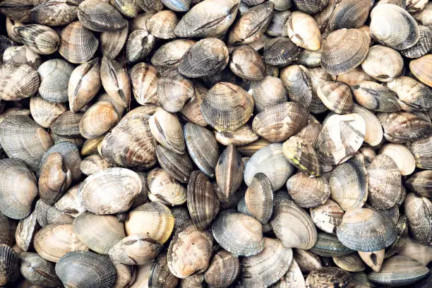Photo of Fresh Clams Seafood background