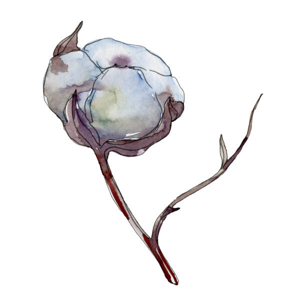 istock White cotton floral botanical flower. Watercolor background illustration set. Isolated cotton illustration element. 1098323770