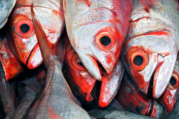 istock Red Eyed Fishes 1098326844