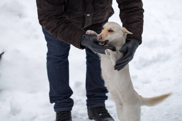 istock Close up man stroking a dog, snow winter background 1098328714