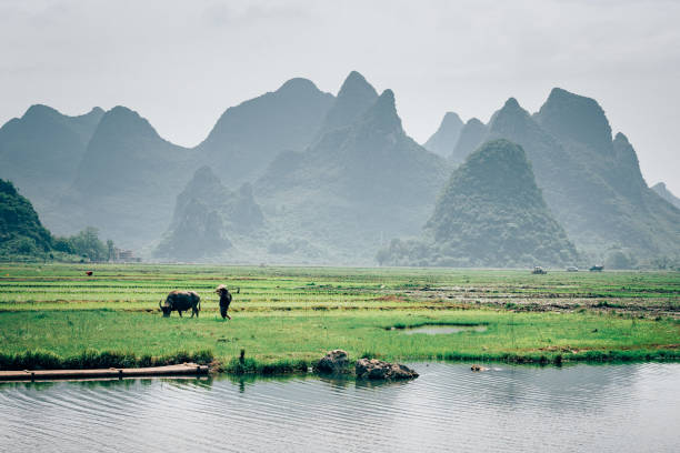 istock Old chinese farmer with water buffalo against rice field 1098328734