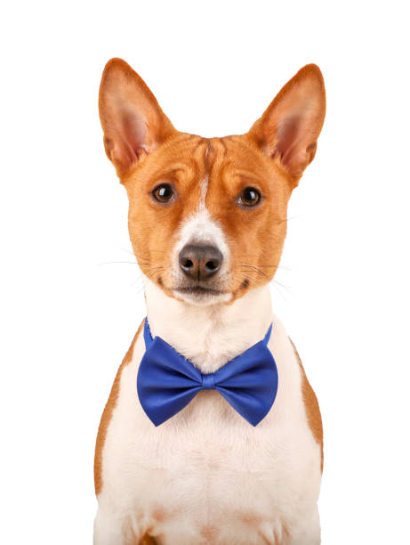 istock Basenji dog in a blue bow tie isolated on the white 1098330570