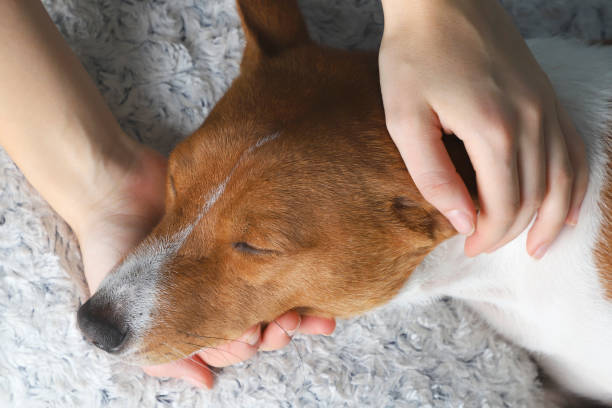 une jeune fille tenant tête de chien - pets table animal cheerful photos et images de collection