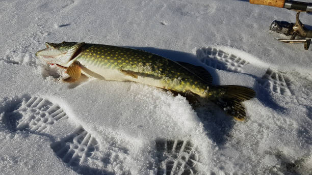 istock Pike caught ice fishing 1098330620