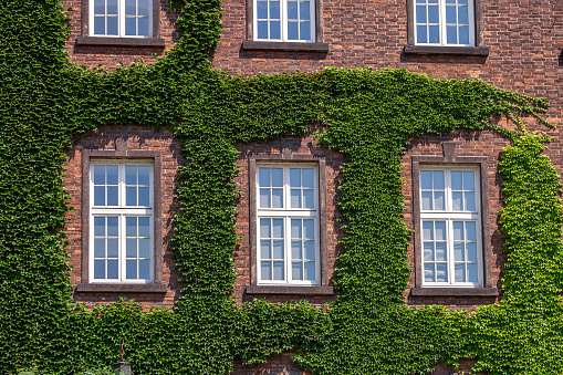 Old wooden windows on house facade. Green leaves Ivy plant covered vintage buildings. Overgrown mystery home, decorative garden on wall