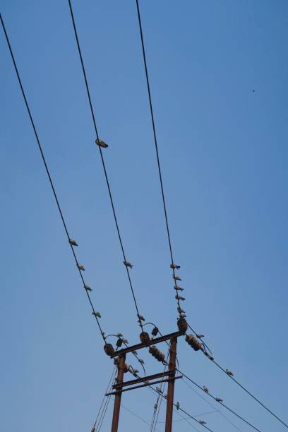 istock Image of pigeons on electric wire / telegraph post 1098335130
