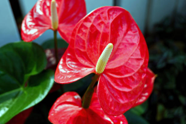 istock Vibrant Red Anthurium Flowers 1098337546
