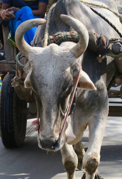 황소와 인도에서 시장 거리에 뿔 장바구니의 이미지 - oxen yoke 뉴스 사진 이미지