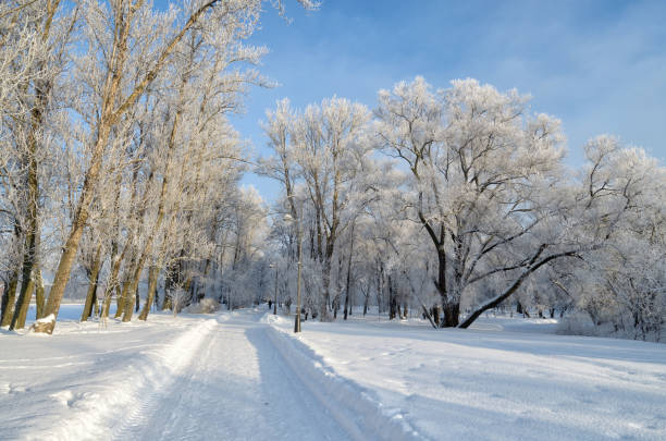 istock Cold winter in the woods. 1098340724