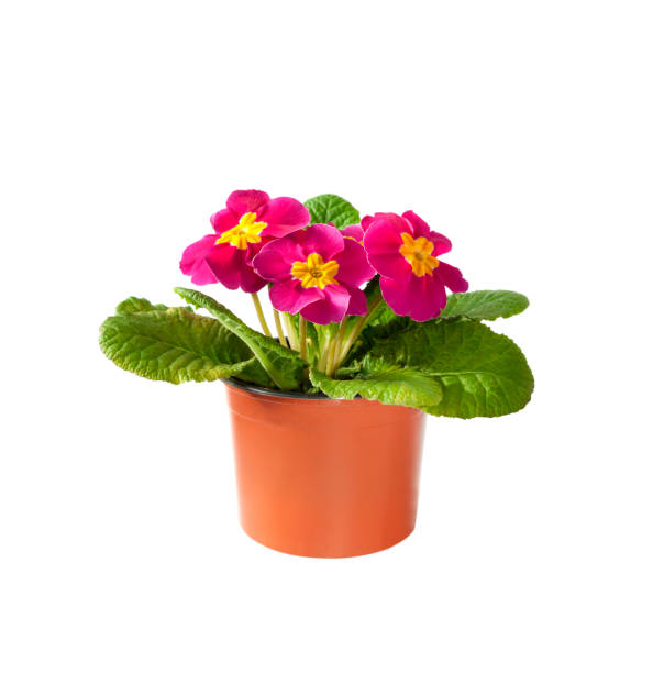 istock Pink Primula flower in flowerpot on white background 1098344026