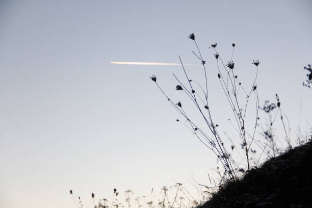 Frozen flowers on a hill in Stockholm with a plane passing by in the background.