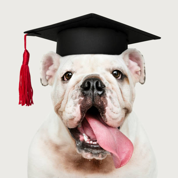 cute white english bulldog puppy in a graduation cap - english bulldog imagens e fotografias de stock