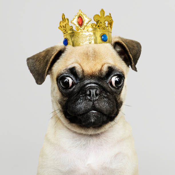 istock Cute Pug puppy in a gold crown 1098349316