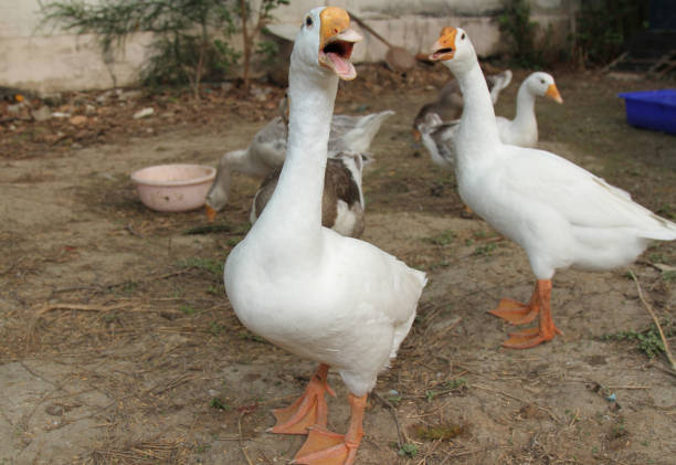 goose open mouth with group in garden.