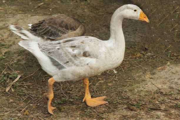 istock goose play in garden. 1098353948