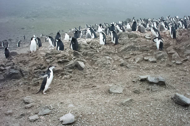 Penguins in Antarctica, waterfowl penguin in nature