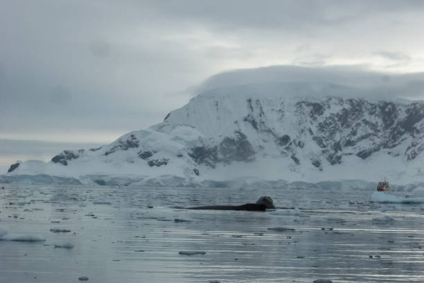 istock whale in the waters of the Antarctic 1098354706