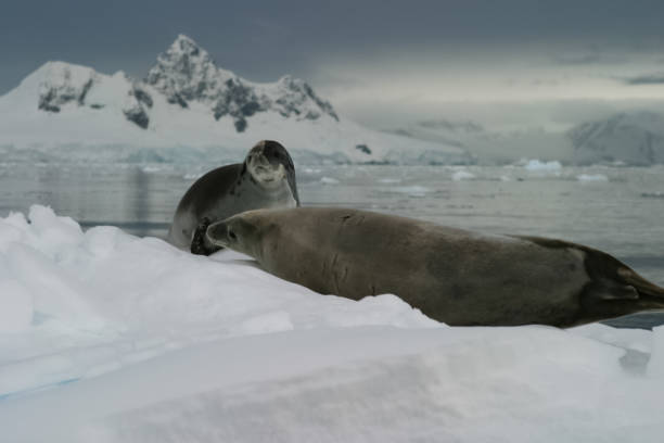 istock Sea leopard in Antarctica in its natural habitat. 1098354774
