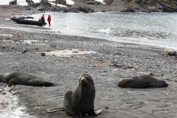 istock Sea leopard in Antarctica in its natural habitat. 1098354776