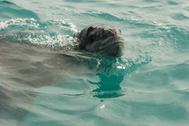 istock Sea leopard in Antarctica in its natural habitat. 1098354796
