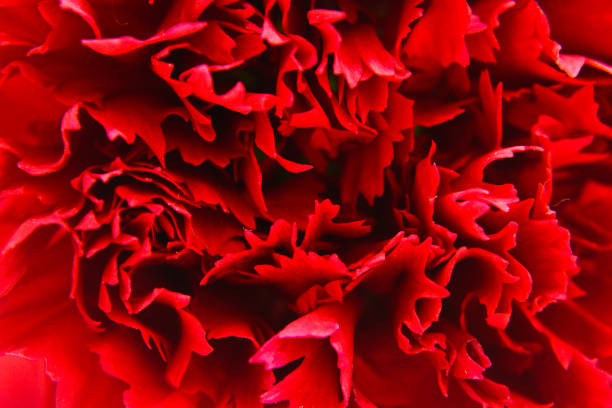 istock Close up of the red carnation flower 1098354992