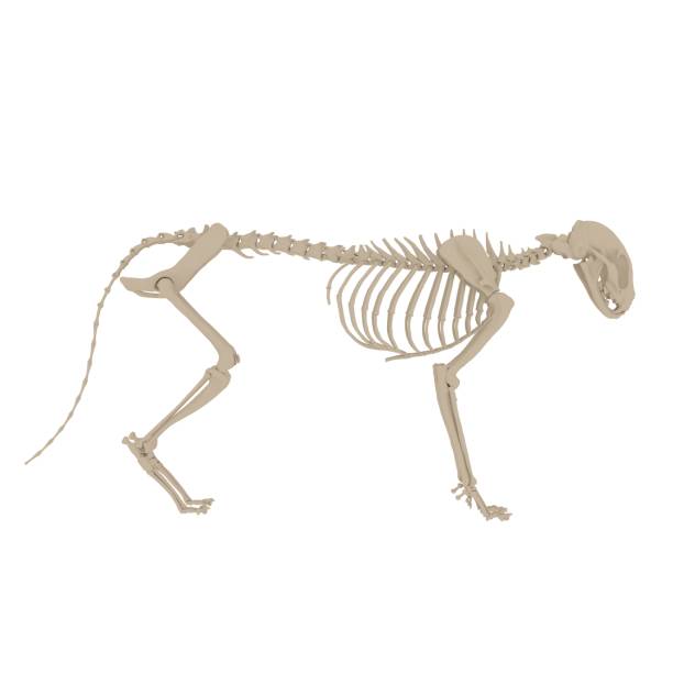 istock Cat Anatomy Skeleton - Stock image 1098355856