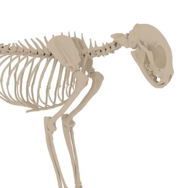 istock Cat Anatomy Skeleton - Stock image 1098355872