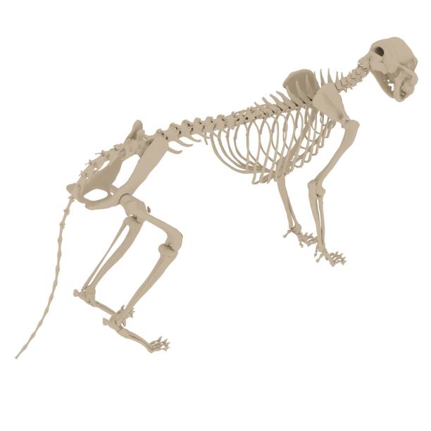 istock Cat Anatomy Skeleton - Stock image 1098355888