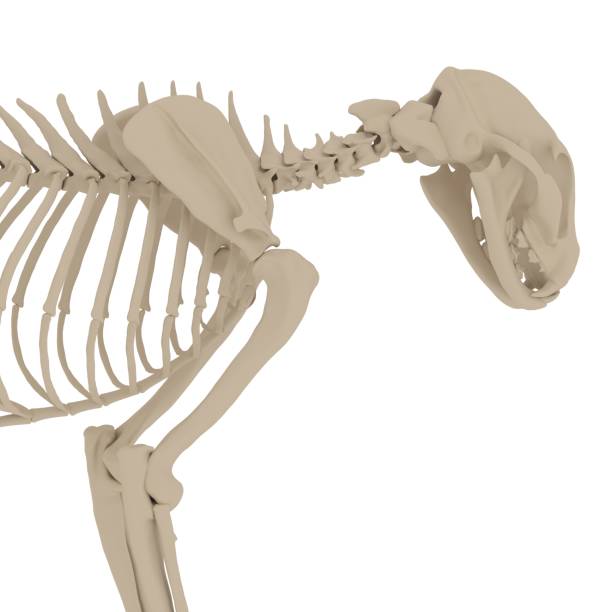 istock Cat Anatomy Skeleton - Stock image 1098355898
