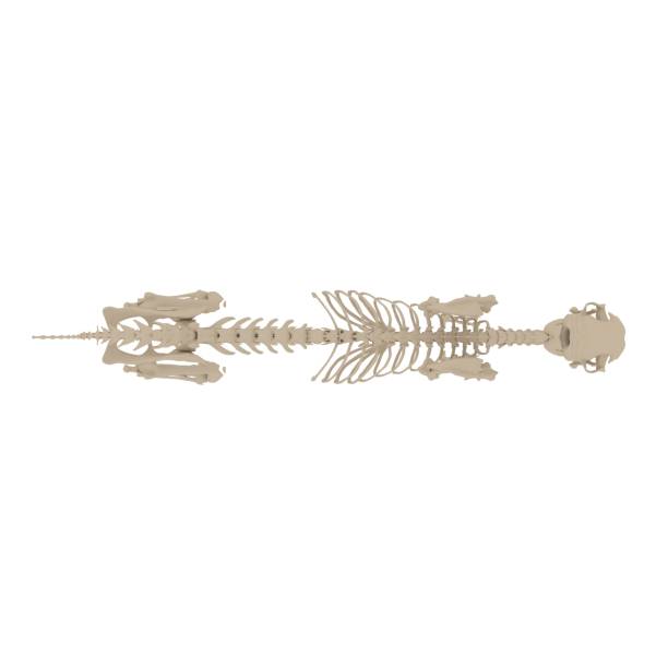 istock Cat Anatomy Skeleton - Stock image 1098355912