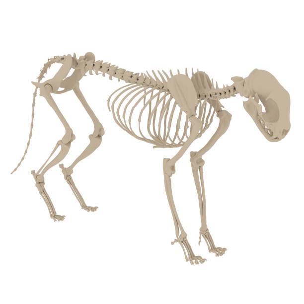 istock Cat Anatomy Skeleton - Stock image 1098355916