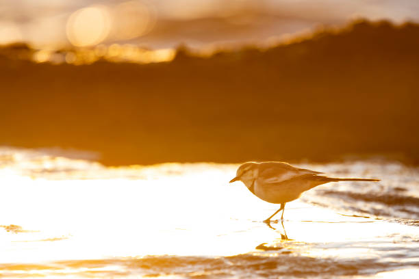 istock Wagtail walks on the shore of a rock ledge at sunset. 1098356086